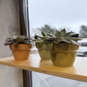 Hovedbilde mini pottesjuler