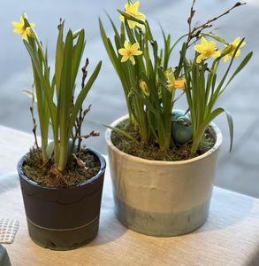 Hovedbilde P&aring;skeliljer i potte